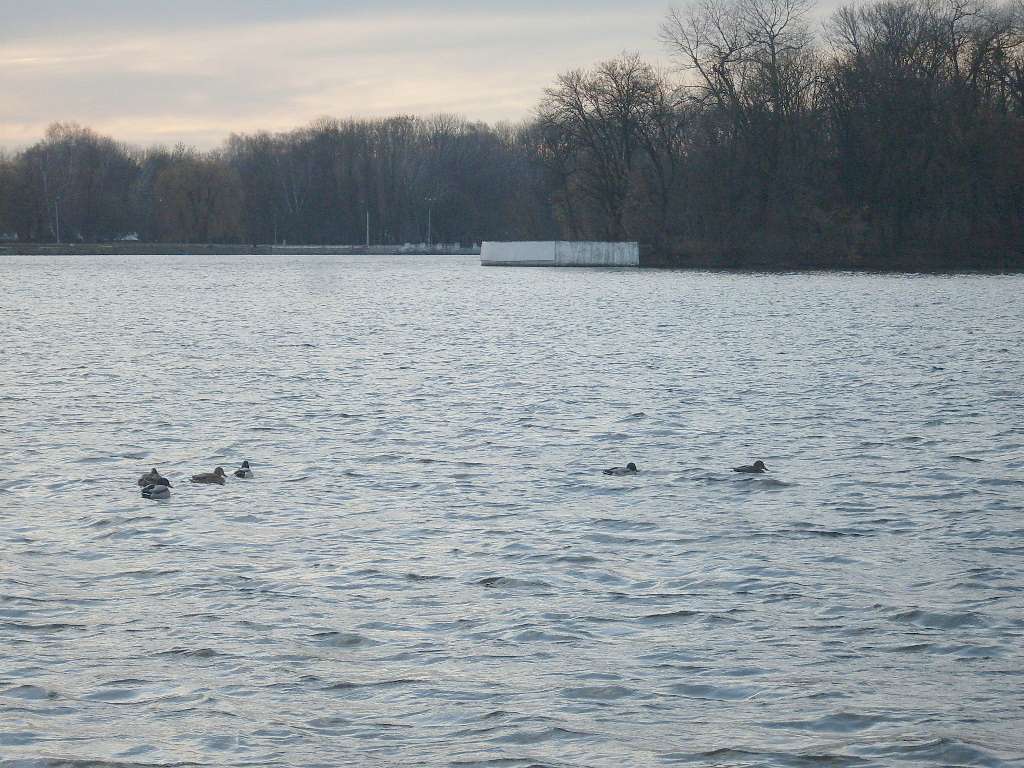 альбом - Ревбинці