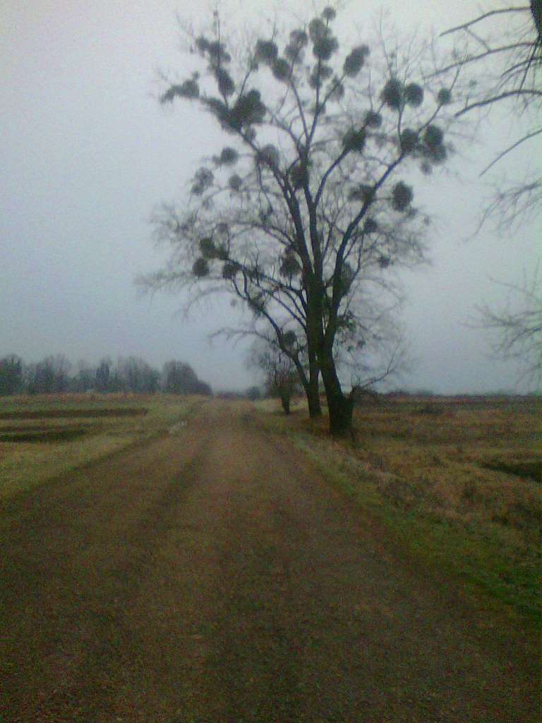 Краєвид - Комарів