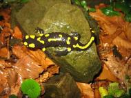 Карпати  Бряза - 2007