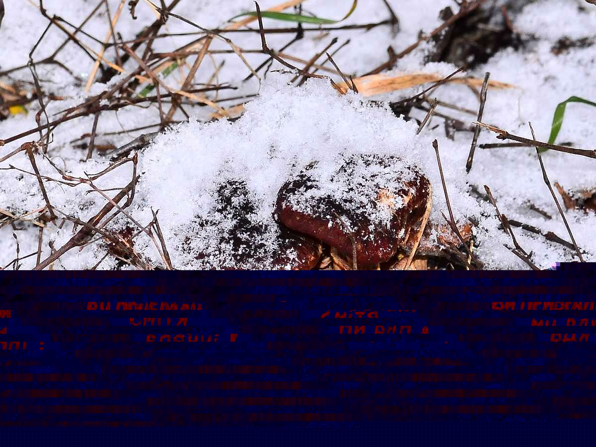 _Зимова казка - Иваница