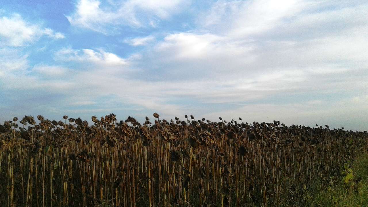 Krol - Кролевец