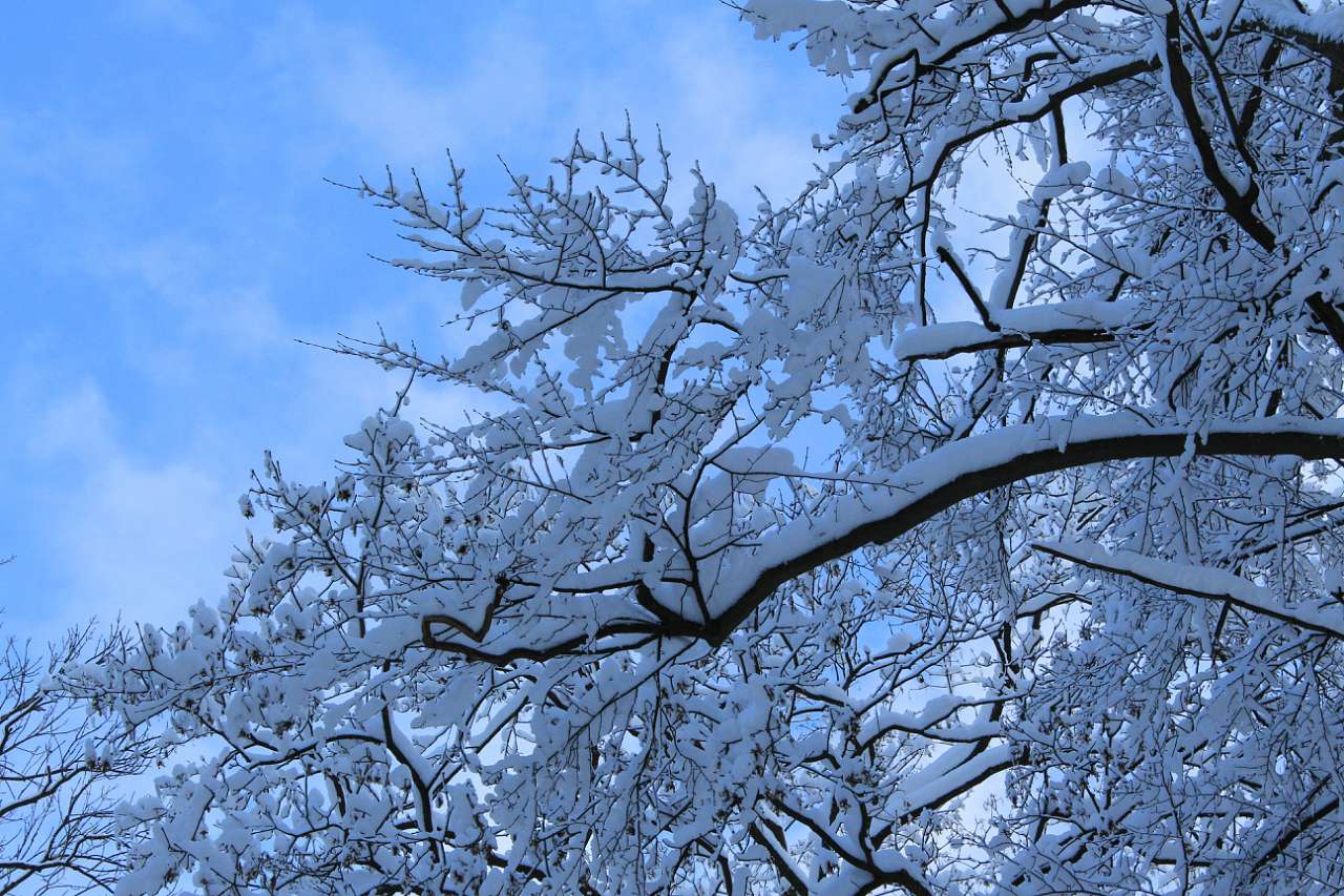 ГОЩА. ПАРК. ЛЮТНЕВИЙ СНІГ. 2018 - Гоща