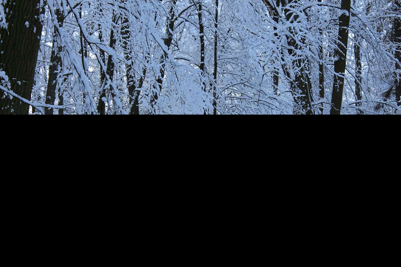 ГОЩА. ПАРК. ЛЮТНЕВИЙ СНІГ. 2018 - Гоща