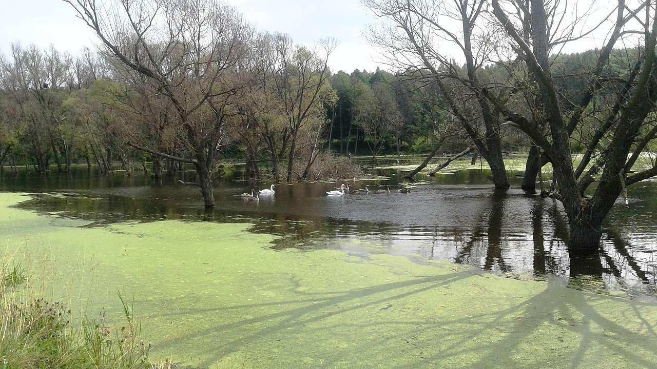 Krol - Кролевець