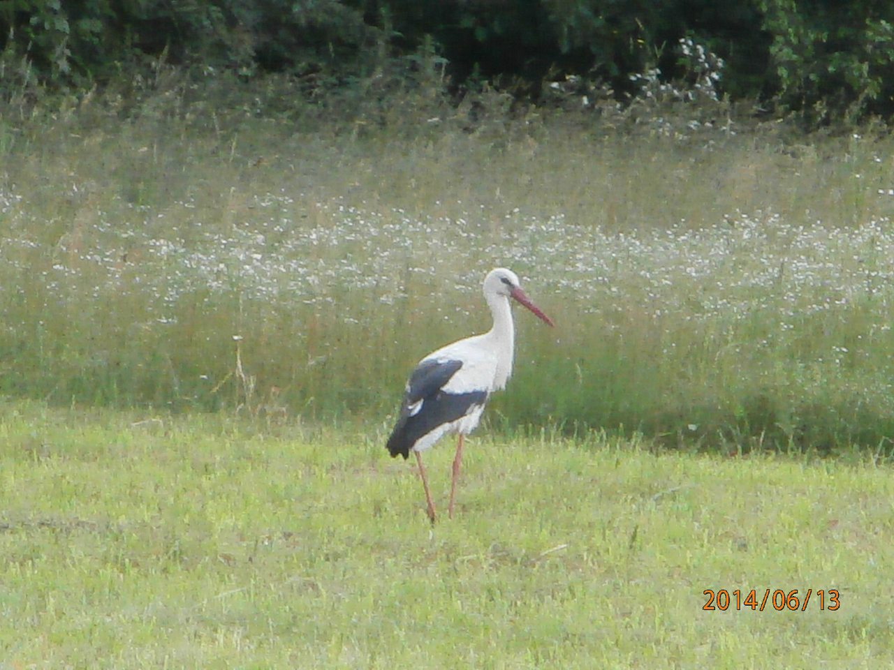 с.Перелюб - Перелюб