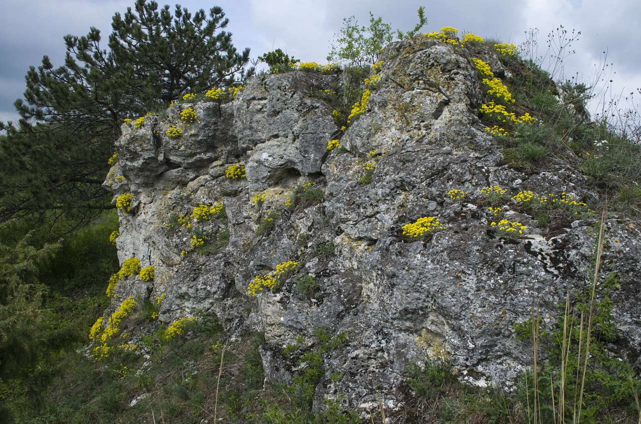 Медобори - Вікно