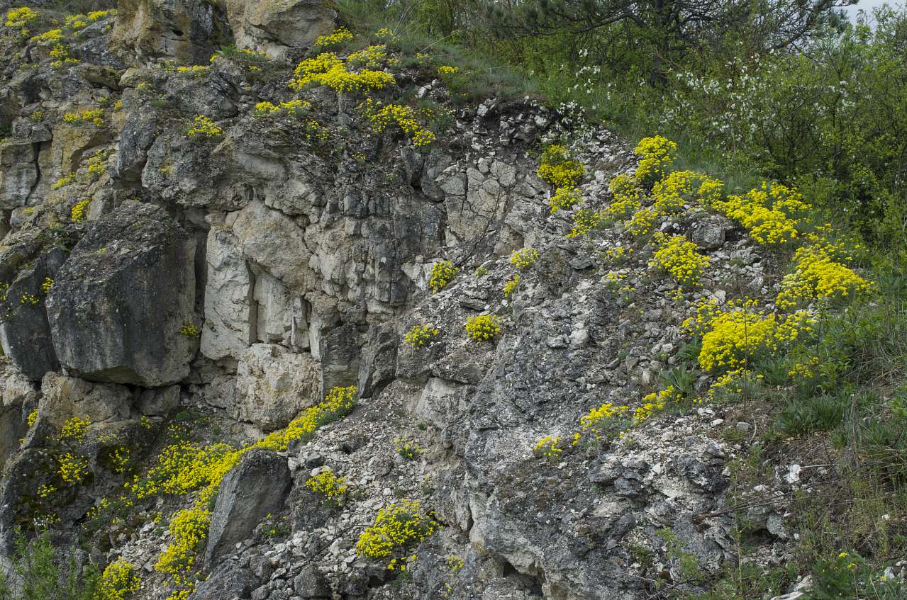 Медобори - Вікно