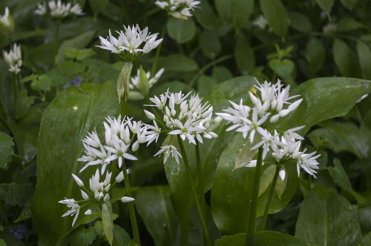 Медобори - Вікно