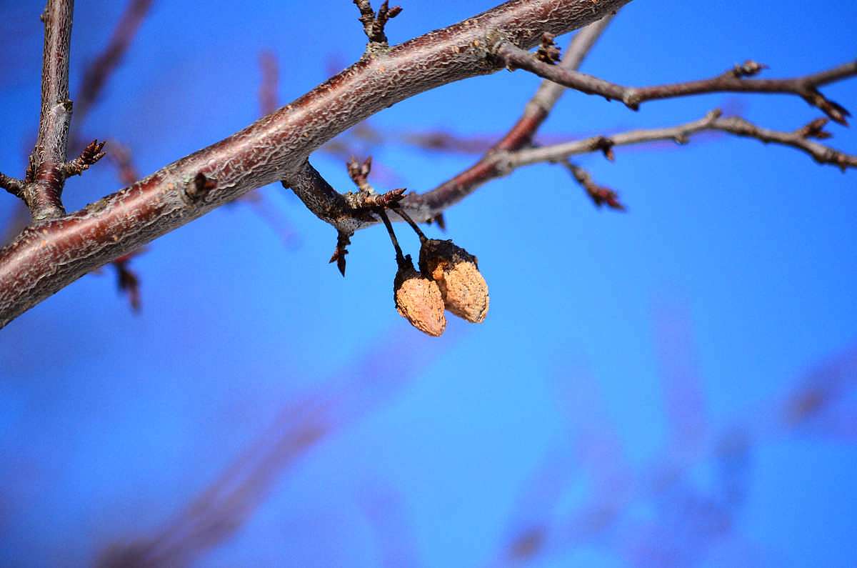 Весна-2018 - Иваница
