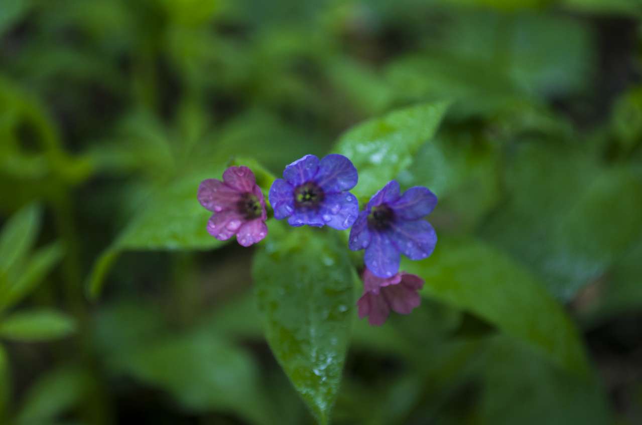 Медобори - Vikno