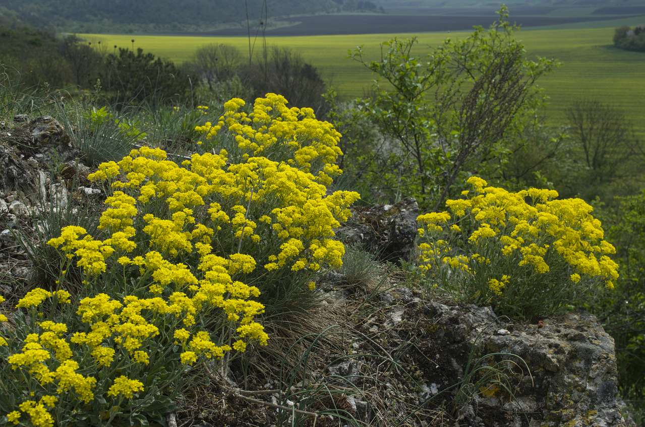 Медобори - Вікно