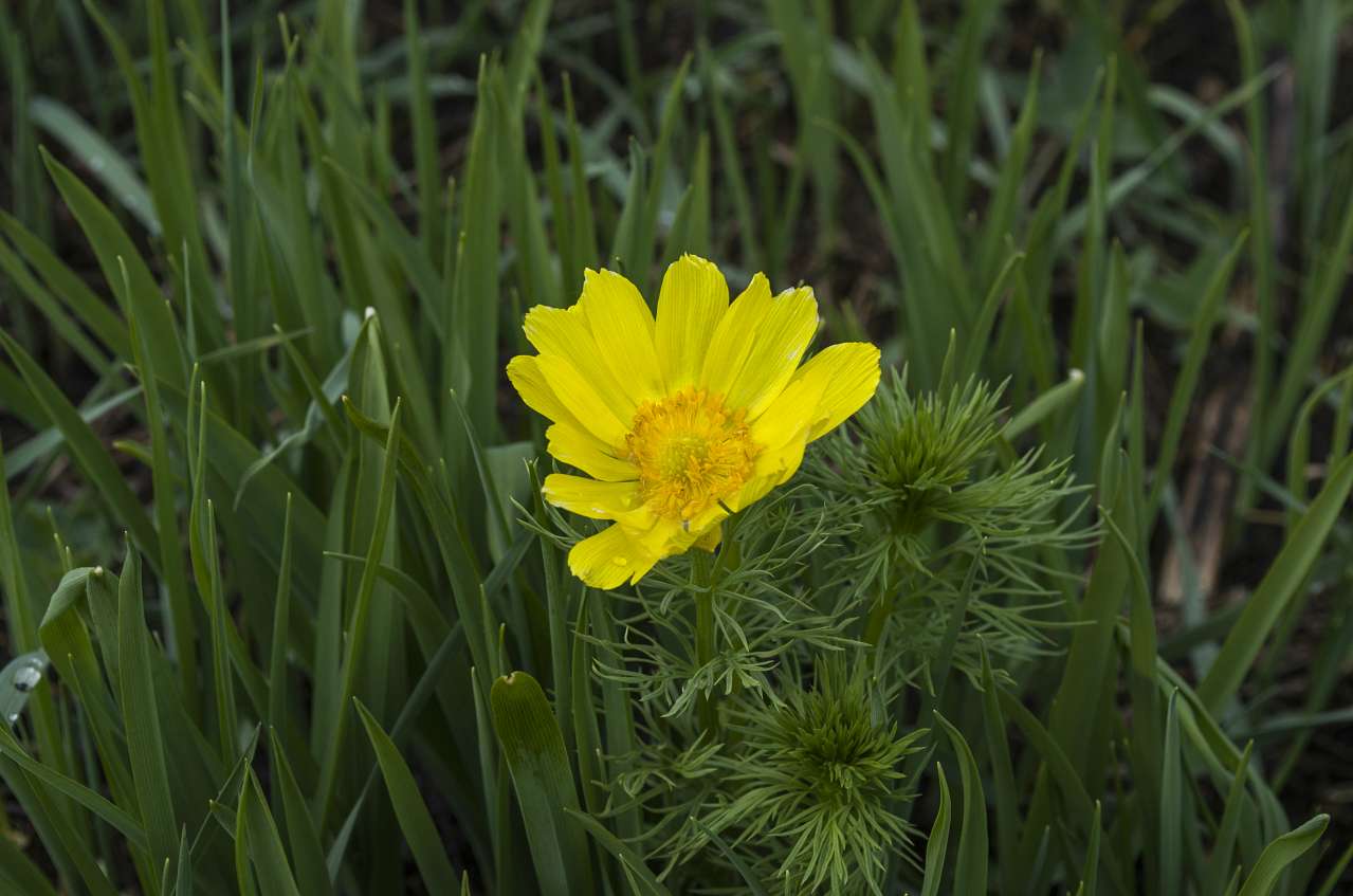 Медобори - Vikno