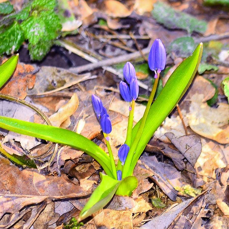 Весна-2018 - Иваница