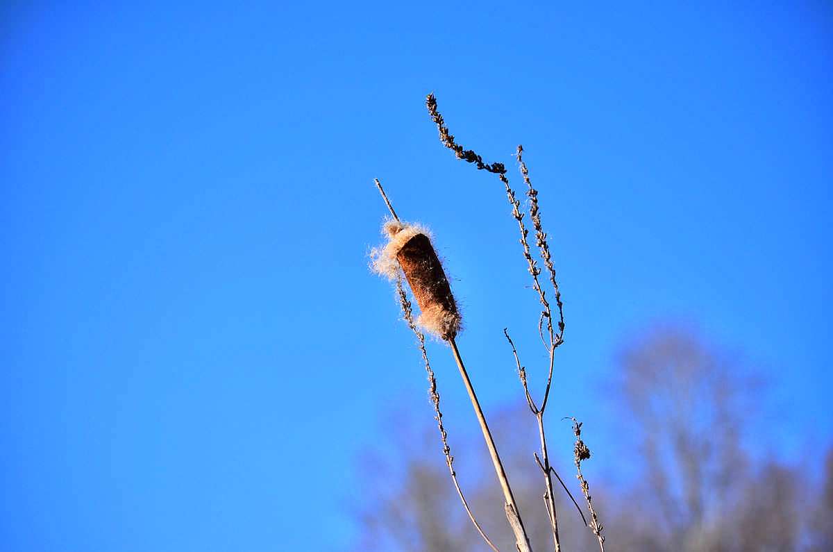 Весна-2018 - Иваница