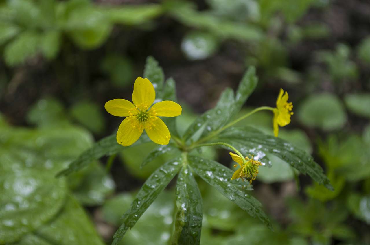 Медобори - Вікно
