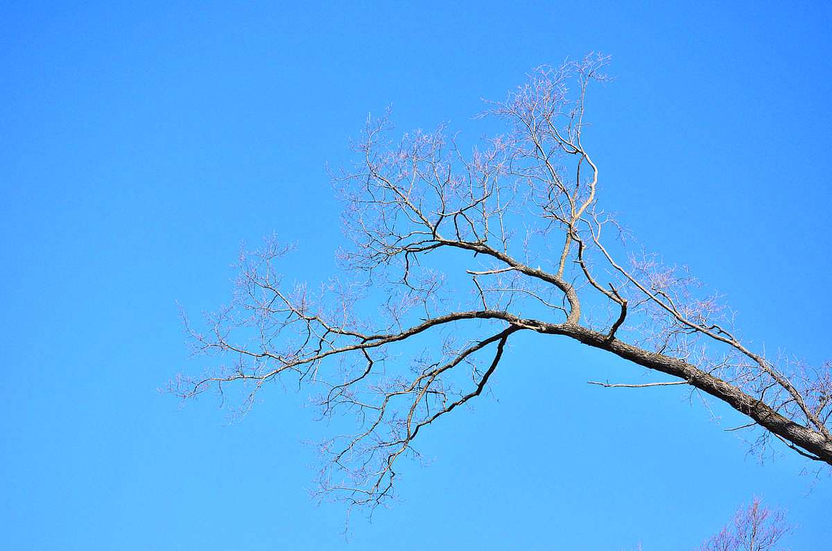 Весна-2018 - Иваница