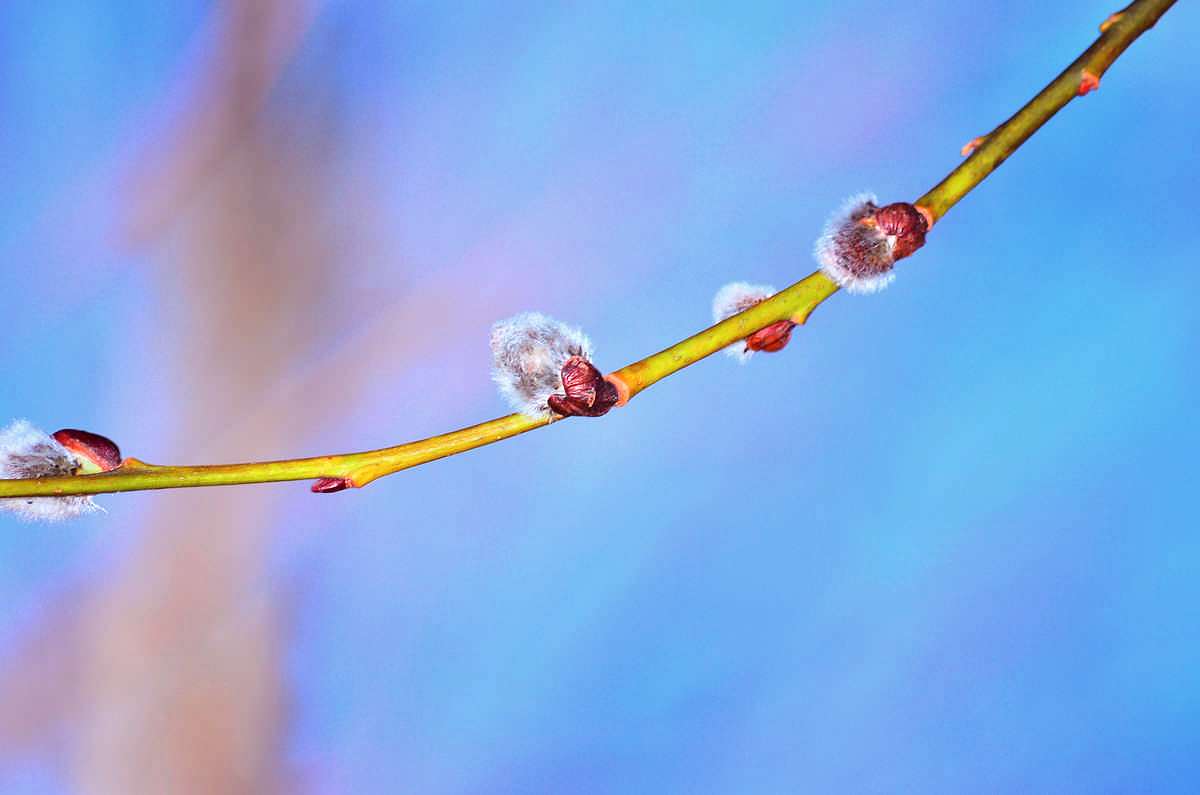 Весна-2018 - Иваница