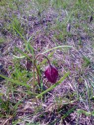 природні фантазії