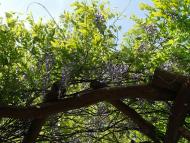 Ресторан 'Калиба опришків'