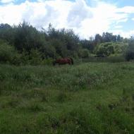 Бороняво 2018