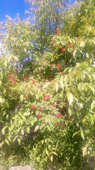 Бороняво 2018