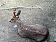 Ресторан 'Калиба опришків'