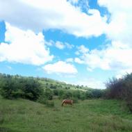 Бороняво 2018