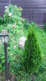 Бороняво 2018