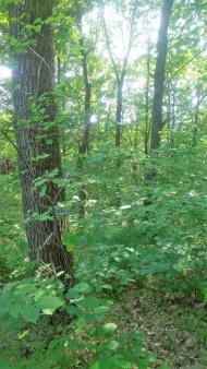 Бороняво 2018