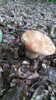 Бороняво 2018