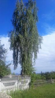 Бороняво 2018