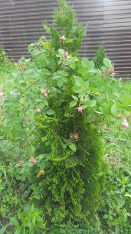 Бороняво 2018