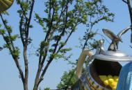 КОСИНО-чудове місце відпочинку