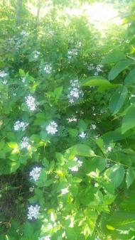 Бороняво 2018