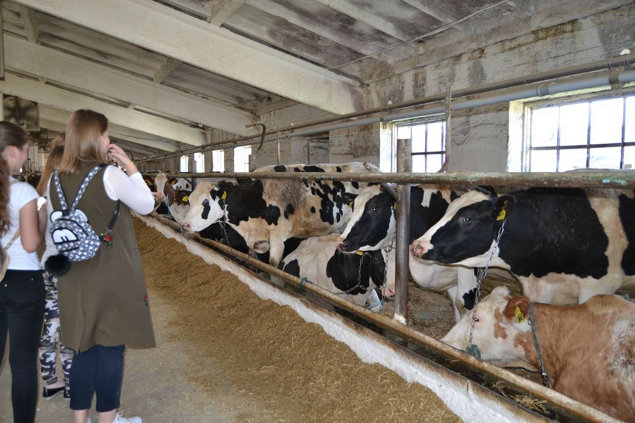 Скотареве - Скотареве