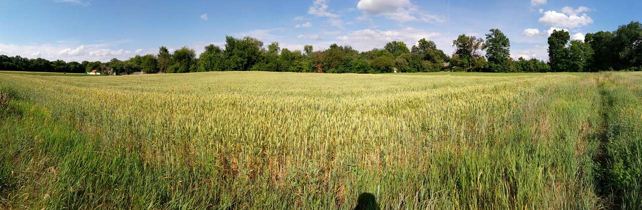 Бешти - Бешти