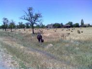 Село Дунаївка