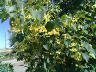 Село Дунаївка