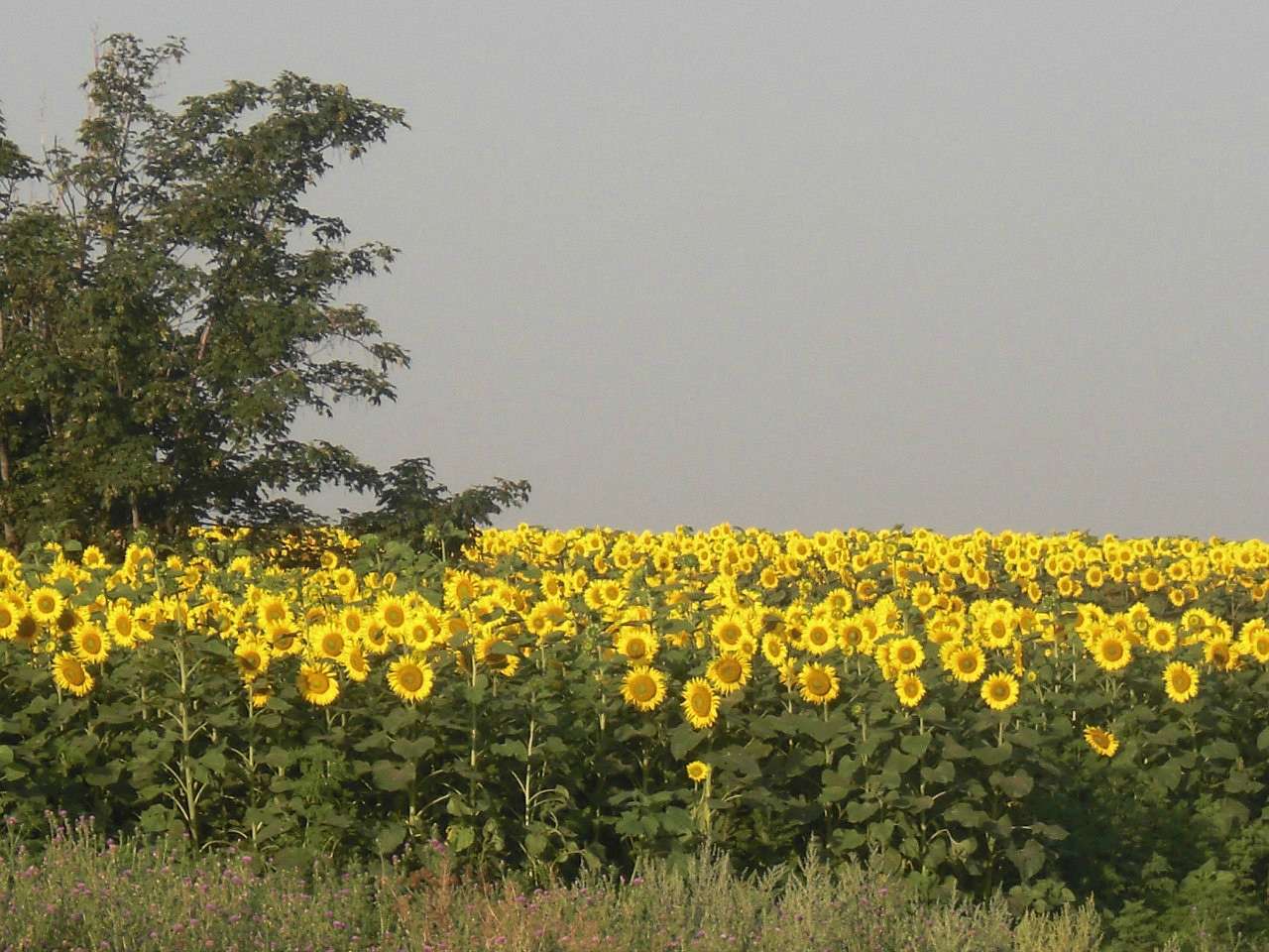 саксагань - Криничувате