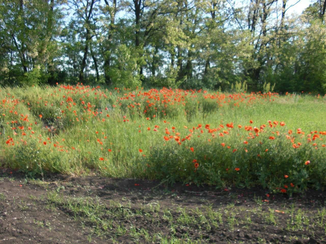 саксагань - Криничувате