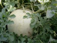 Папужинці у фотографіях