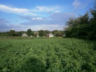 Папужинці у фотографіях