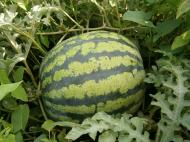 Папужинці у фотографіях