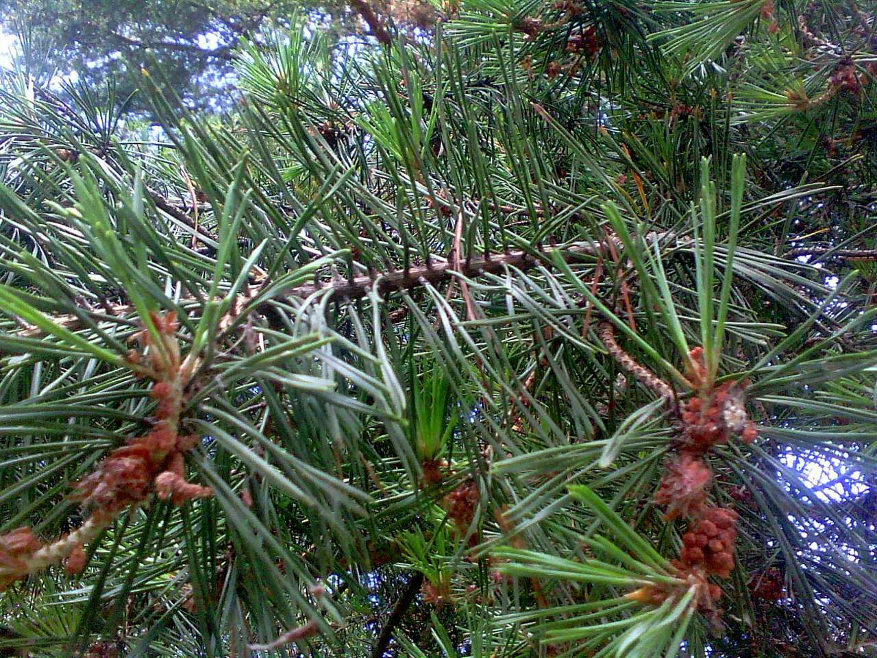 Фантазії природи - Миртюки