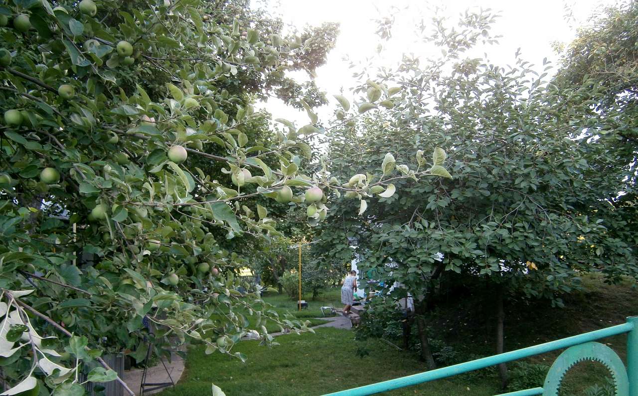 Папужинці у фотографіях - Папужинцы