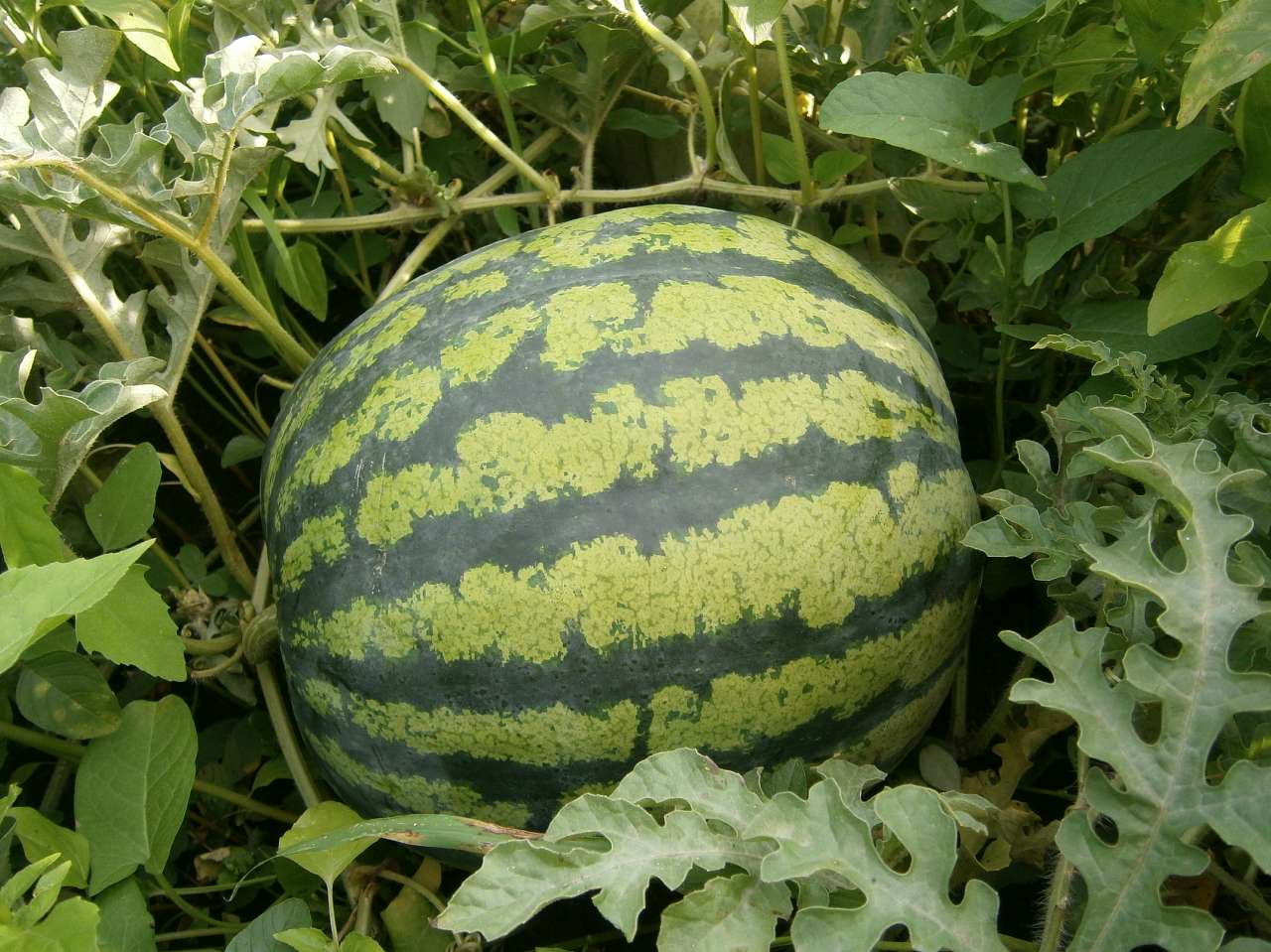 Папужинці у фотографіях - Папужинці