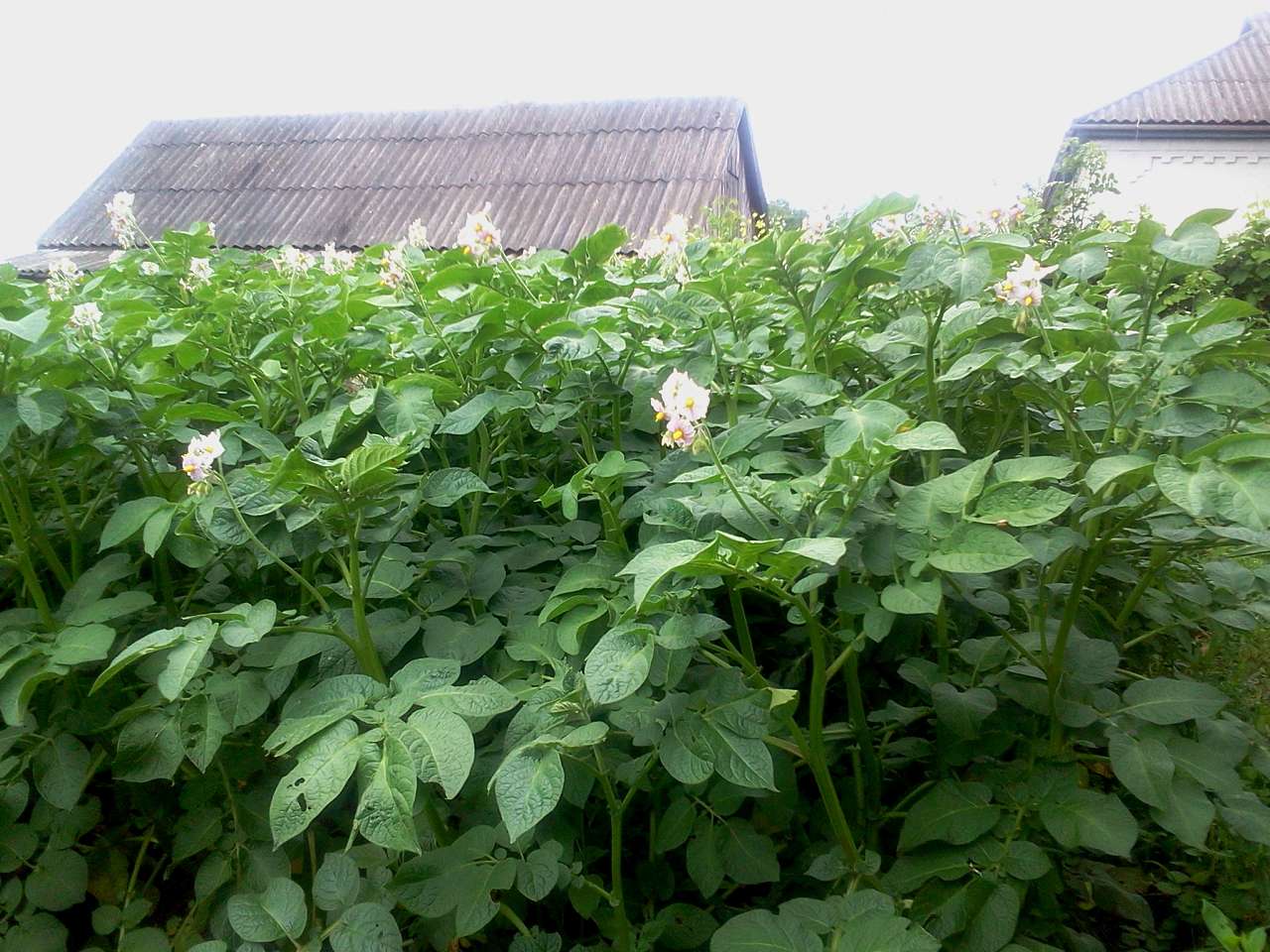 Папужинці у фотографіях - Папужинці