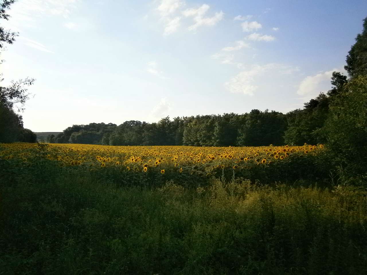 Папужинці у фотографіях - Папужинцы