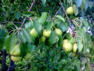 природні фантазії