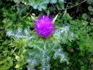 природні фантазії